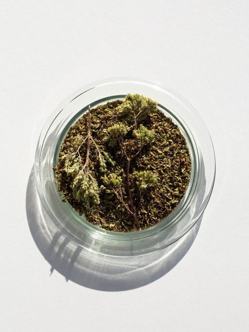 Aegean Isle Oregano, 9 g. - Image 4