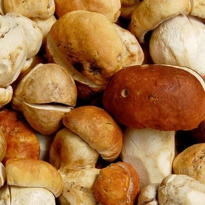 Dried Porcini Mushrooms, 1.41 oz. - Image 3