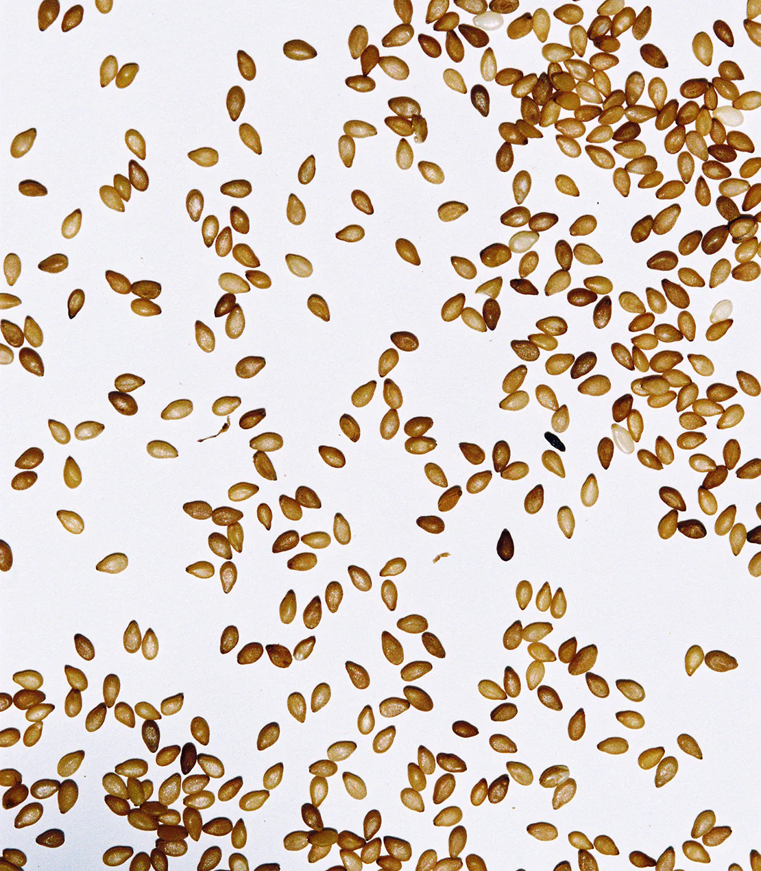 Evros Sesame Seeds, 90 g. - Image 4