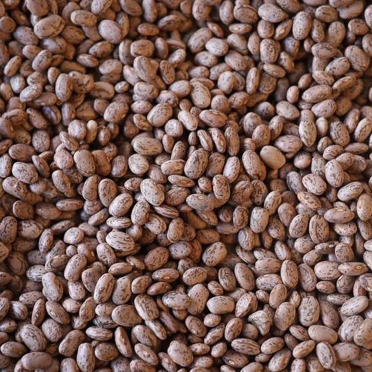Pinto Bean - Image 2