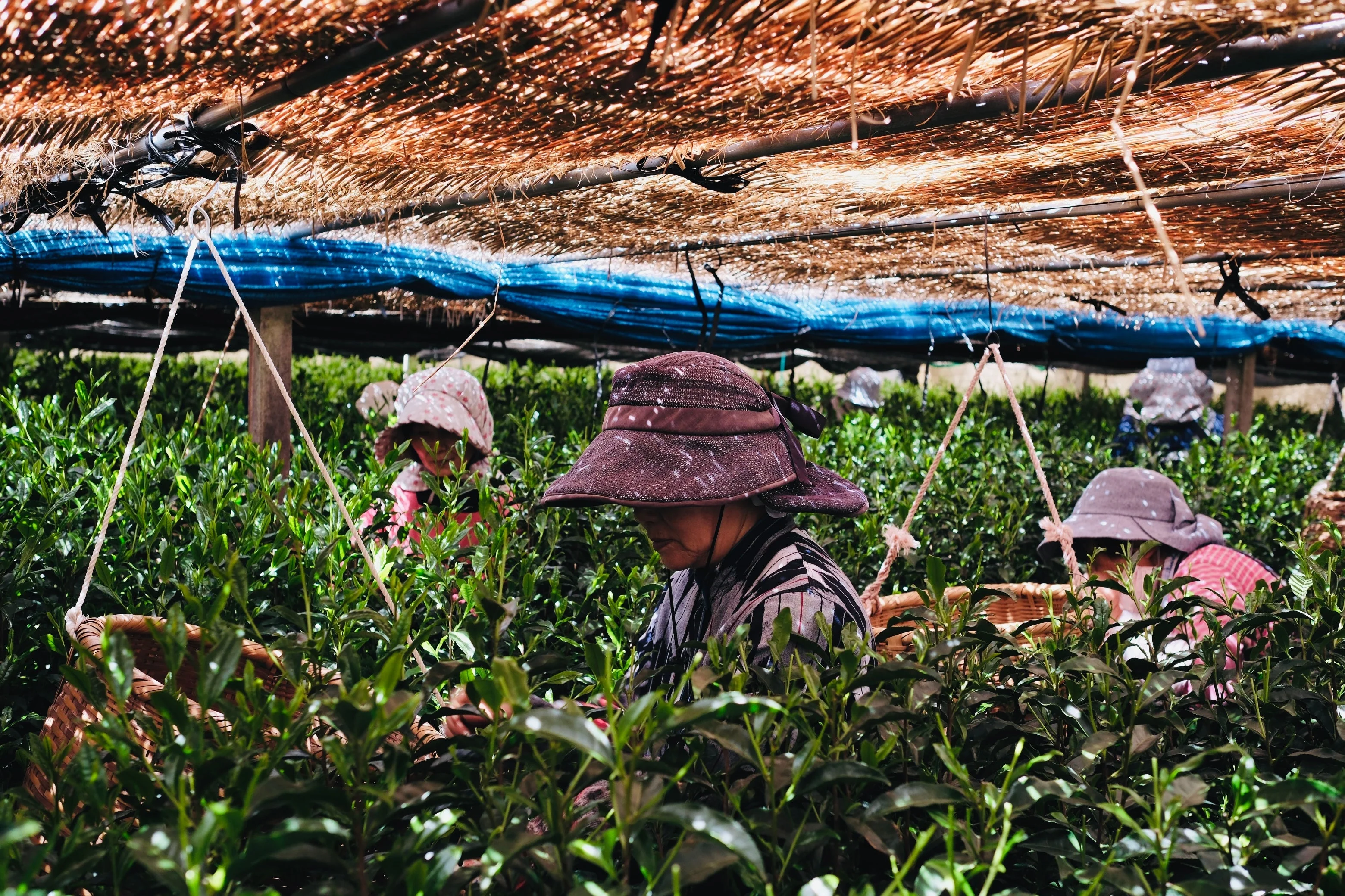 Sencha Green Tea, 12 Tea Bags - Image 5