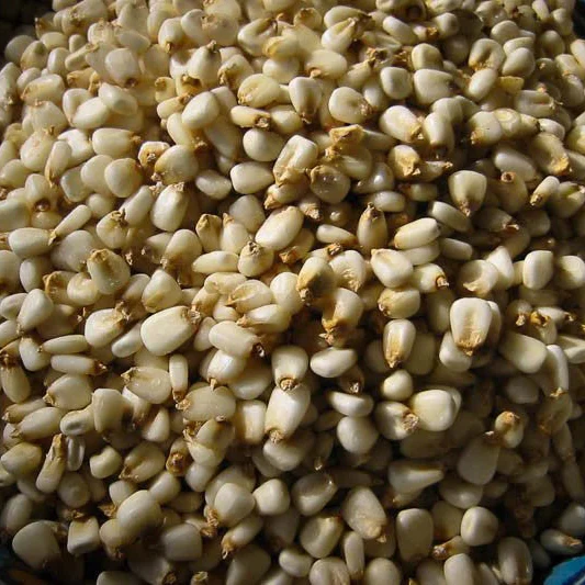 White Corn Posole / Prepared Hominy - Image 2